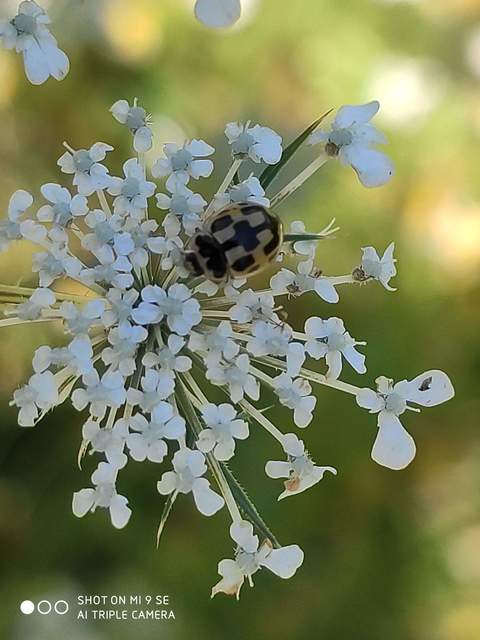 Propylea quatuordecimpunctata - tizennégypettyes füsskata