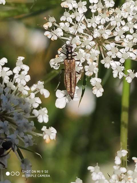 Oedemera femorata - sárgahátú álcincér