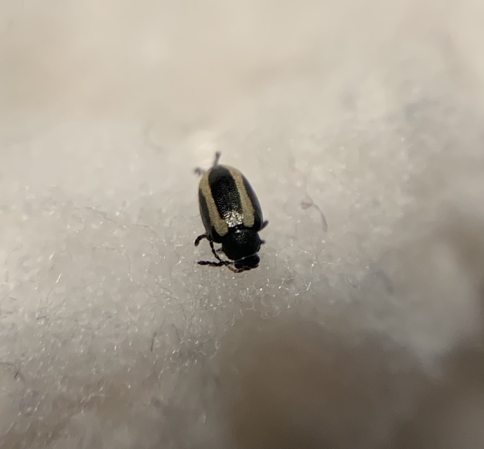 Phyllotreta undulata - csíkos káposzta-földibolha