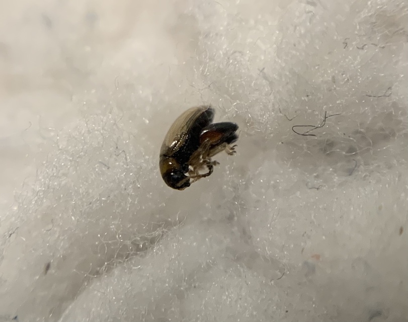 Longitarsus melanocephalus - pontozott útifű-földibolha