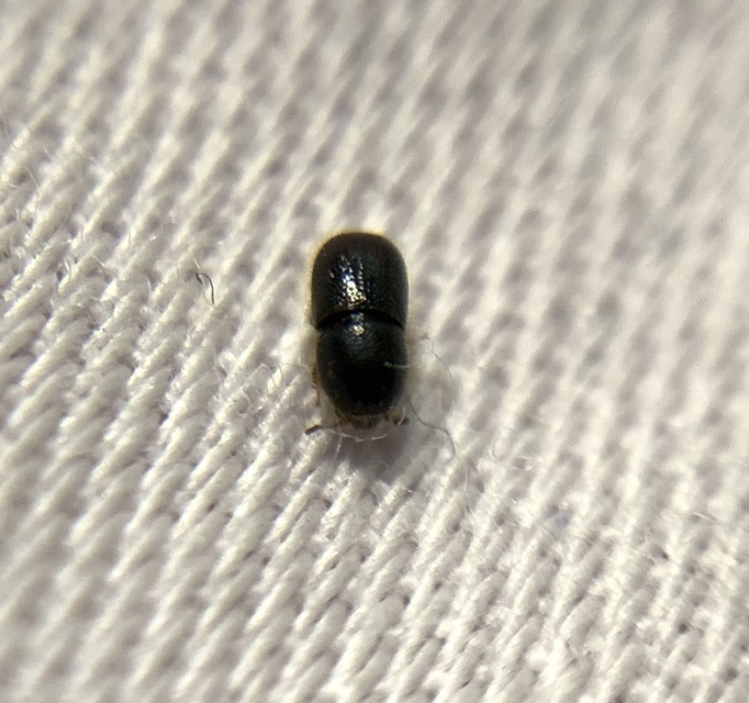 Xylographus bostrichoides Xylographus bostrichoides