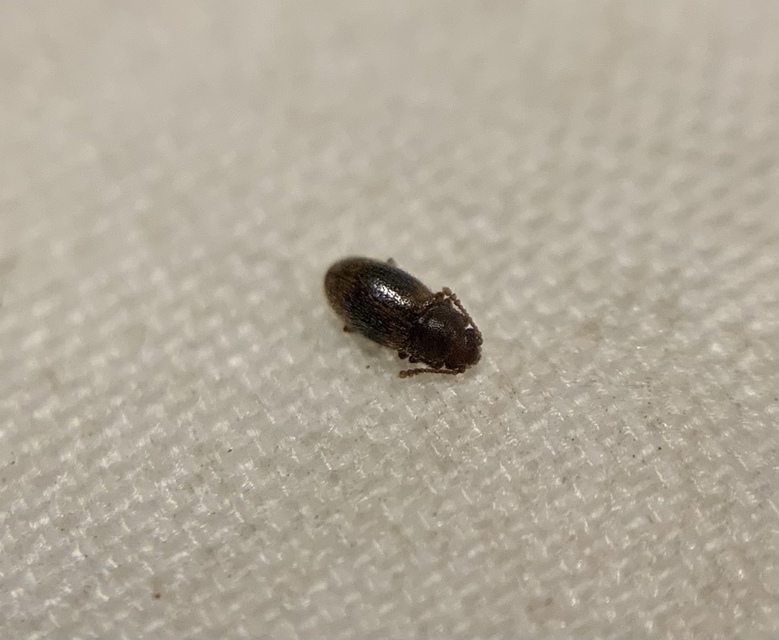 Micrambe bimaculata - kétfoltos penészbogár