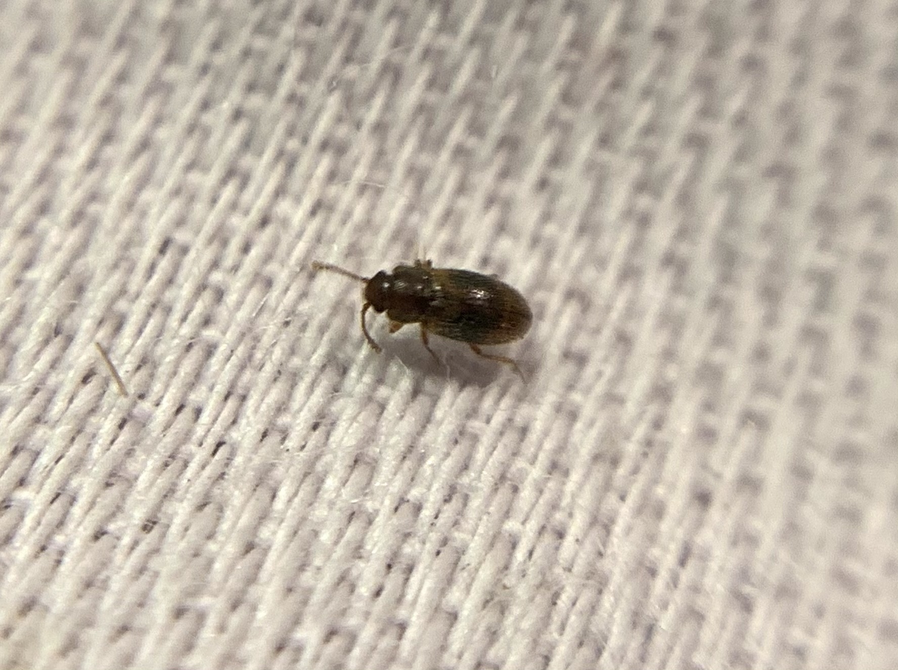 Micrambe bimaculata - kétfoltos penészbogár