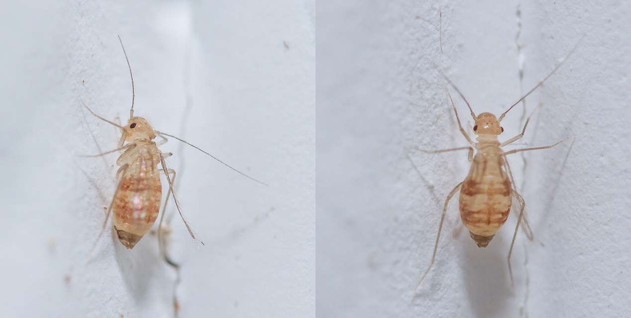 Psocoptera - Fürgetetvek