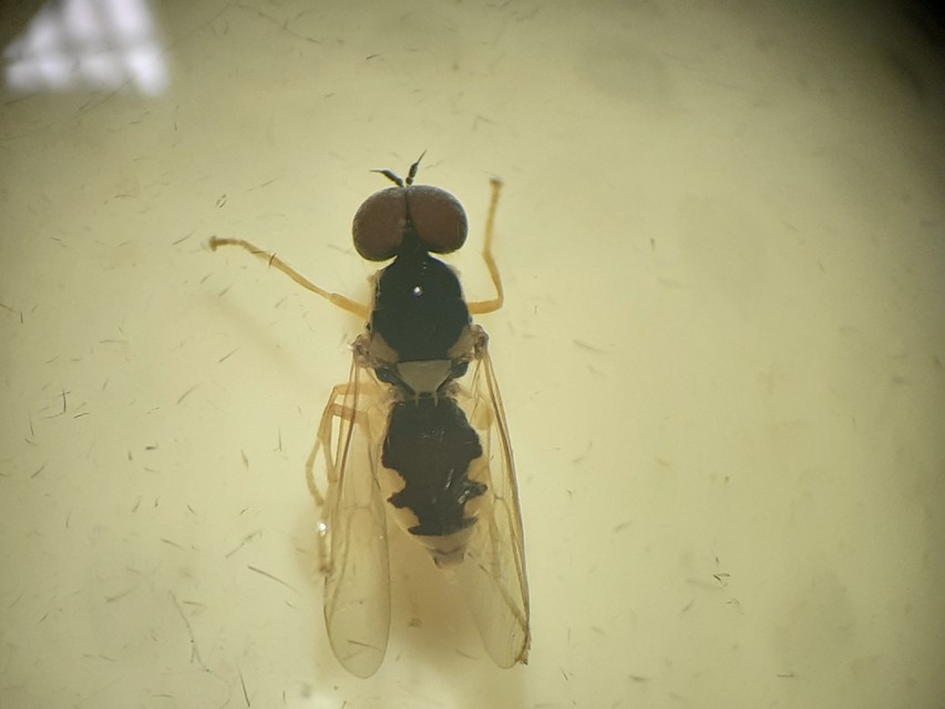 Oxycera nigricornis