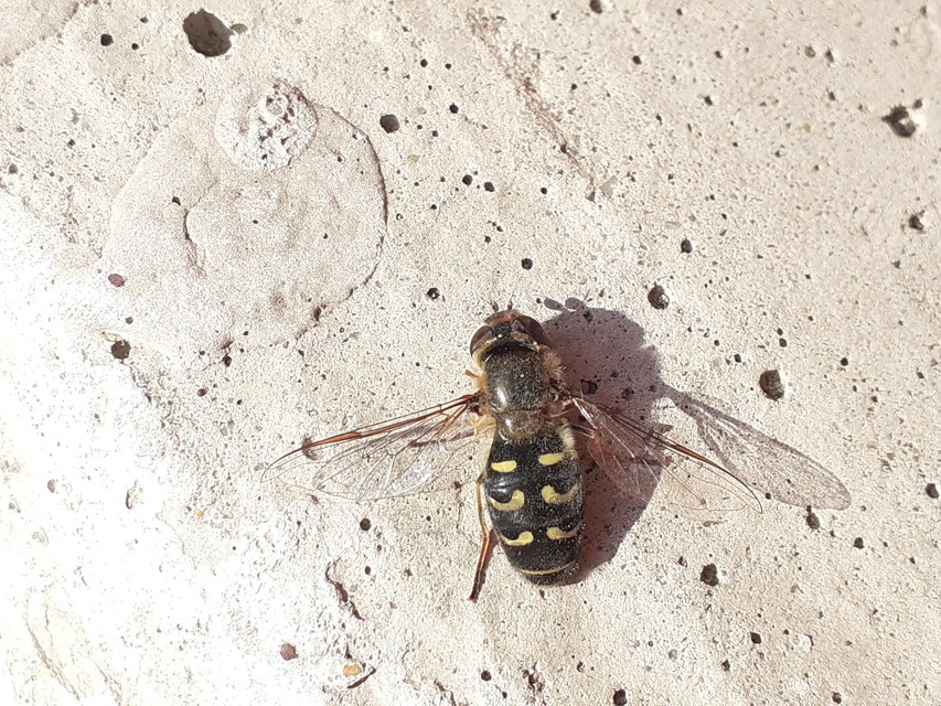 Scaeva