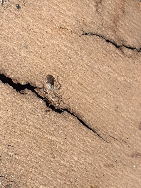 Arocatus longiceps - platánbodobács
