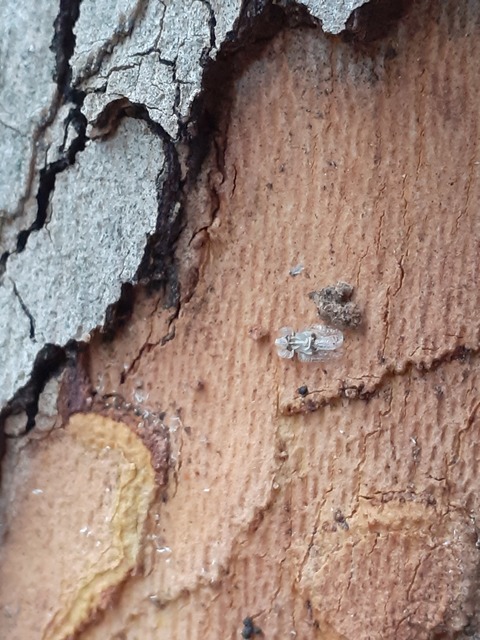 Corythucha ciliata - platán-csipkéspoloska