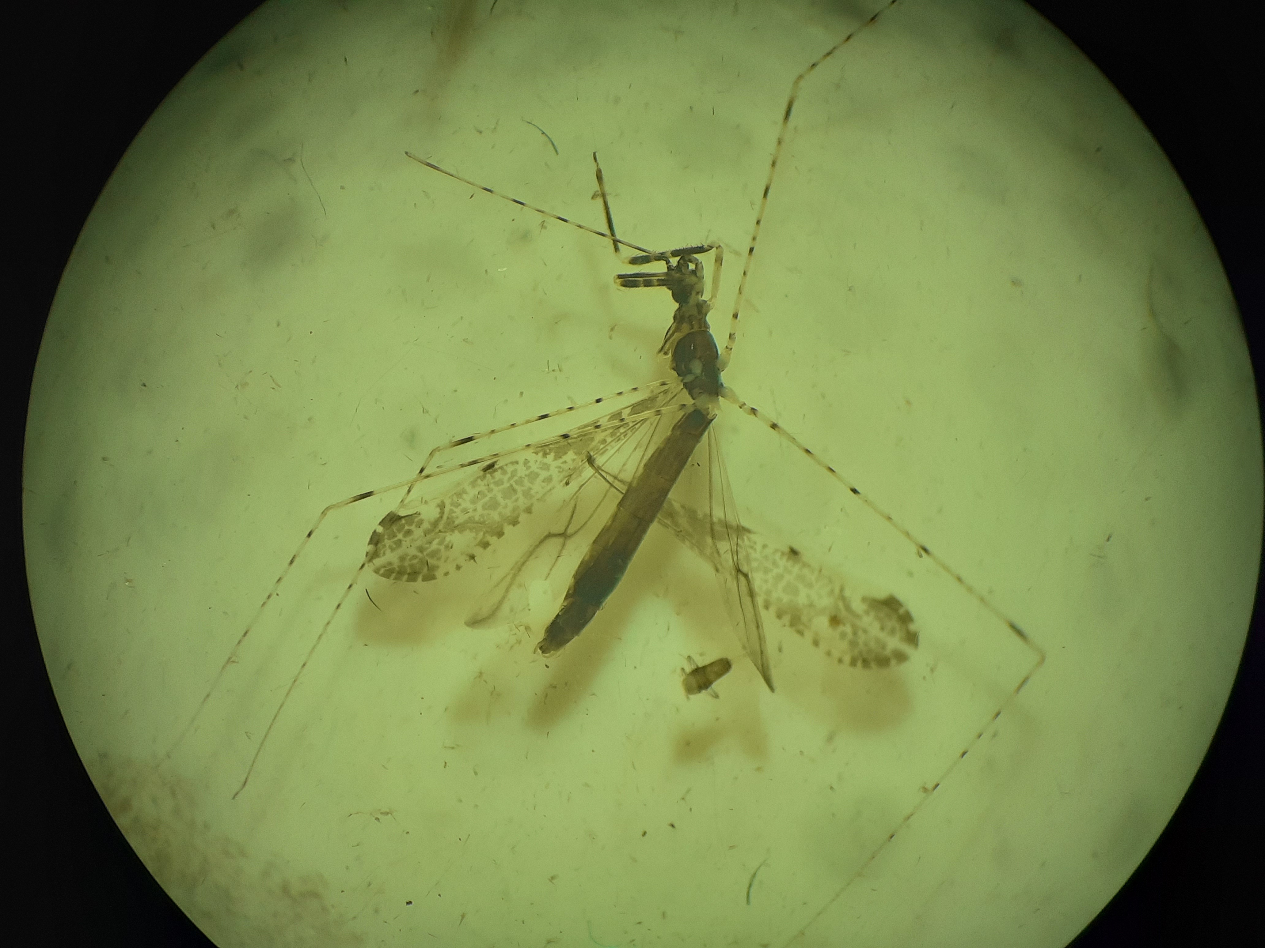 Empicoris