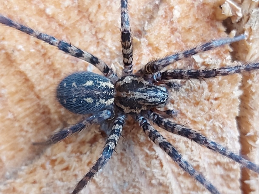 Tegenaria ferruginea - hegyi zugpók