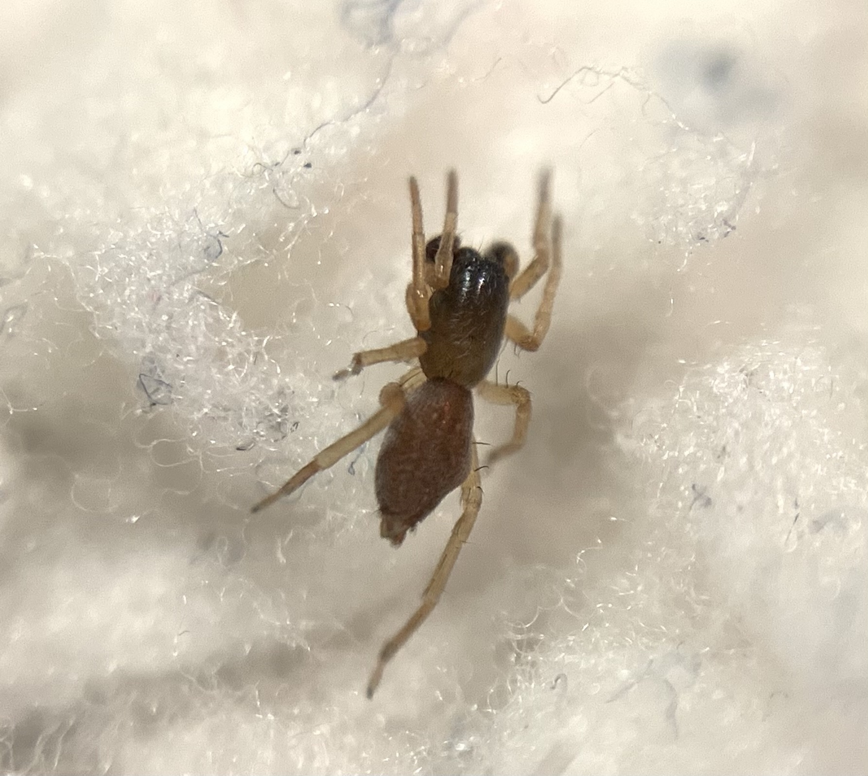 Clubiona subtilis