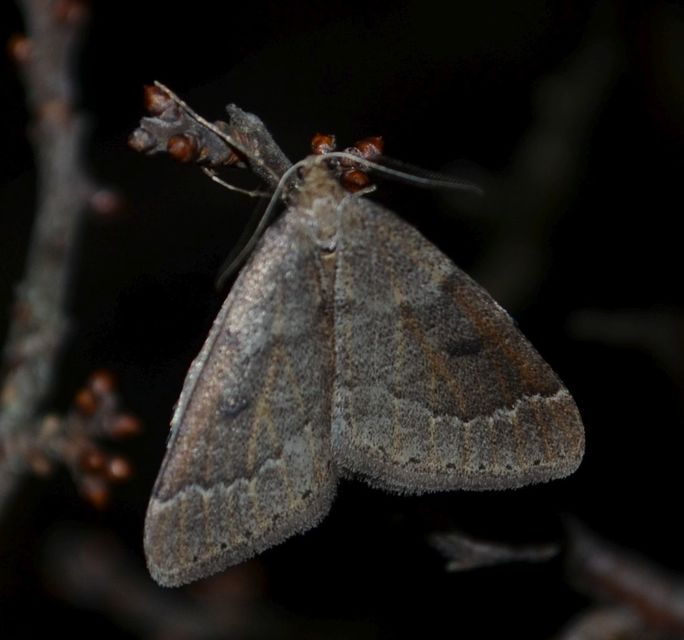 Theria rupicapraria - tavaszi kökényaraszoló