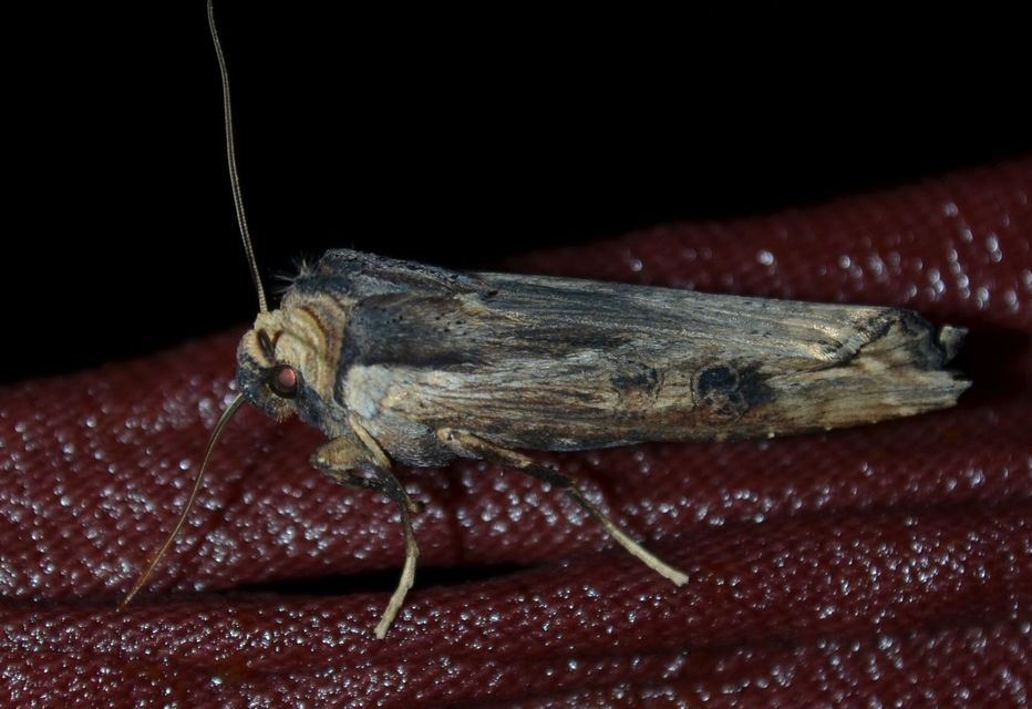 Xylena exsoleta - szürke fabagoly