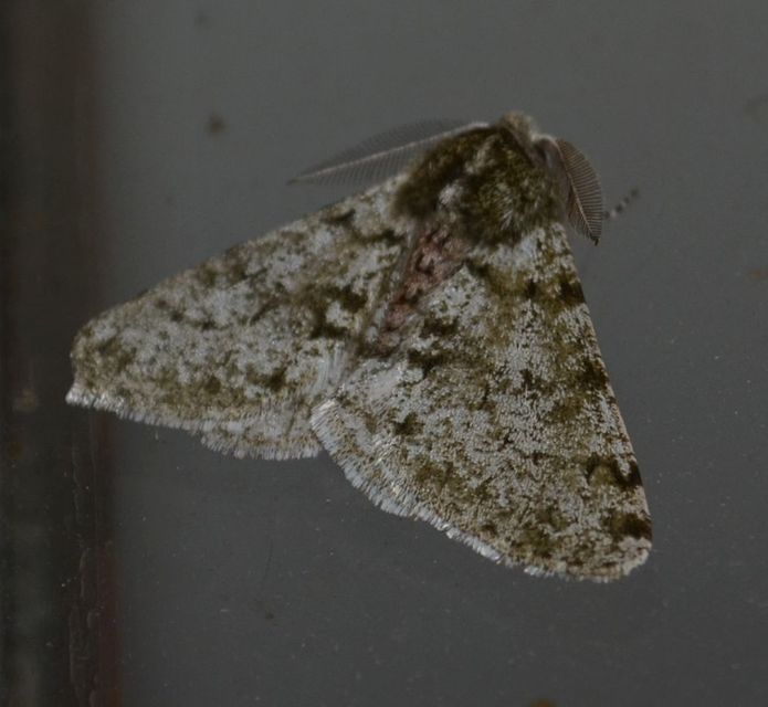 Apocheima pilosaria - zöldes tavasziaraszoló