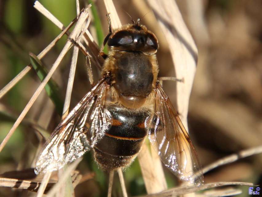 Eristalis tenax - közönséges herelégy