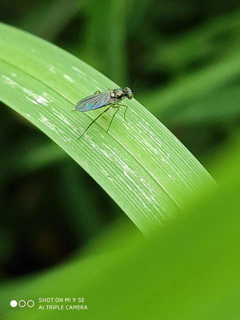 Dolichopodidae - szúnyoglábú legyek