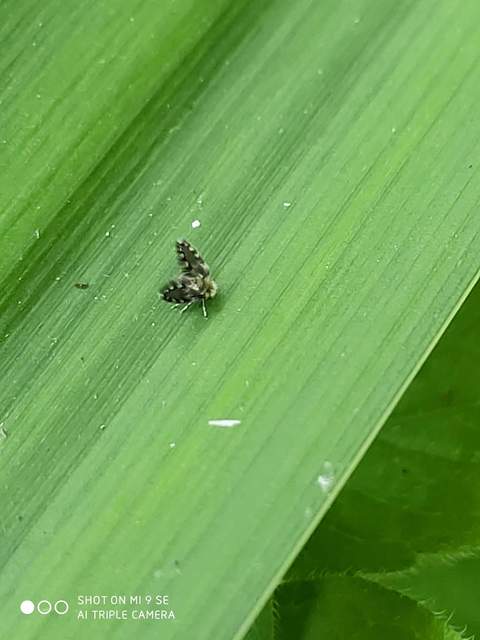 Psychodidae - lepkeszúnyogok