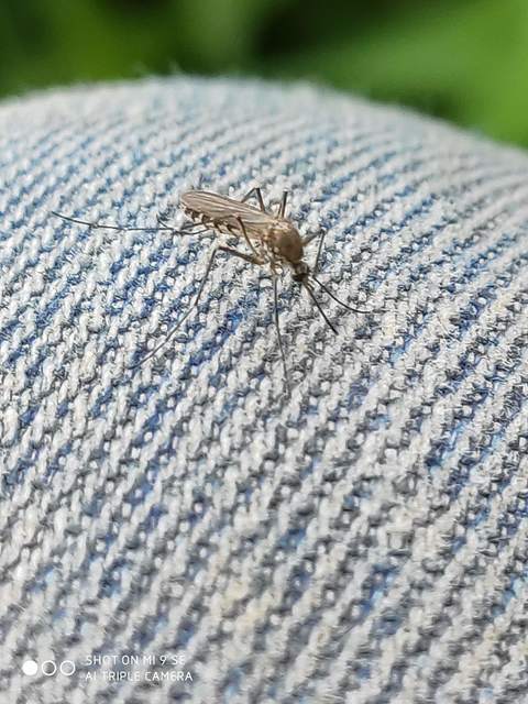 Culicidae - csípőszúnyogok