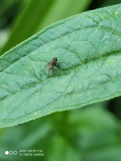 Dolichopodidae - szúnyoglábú legyek