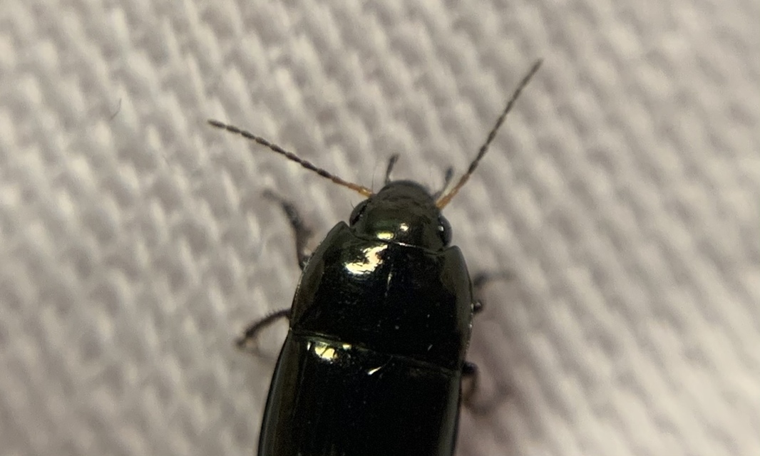 Amara communis - mezei közfutó Amara communis - mezei közfutó