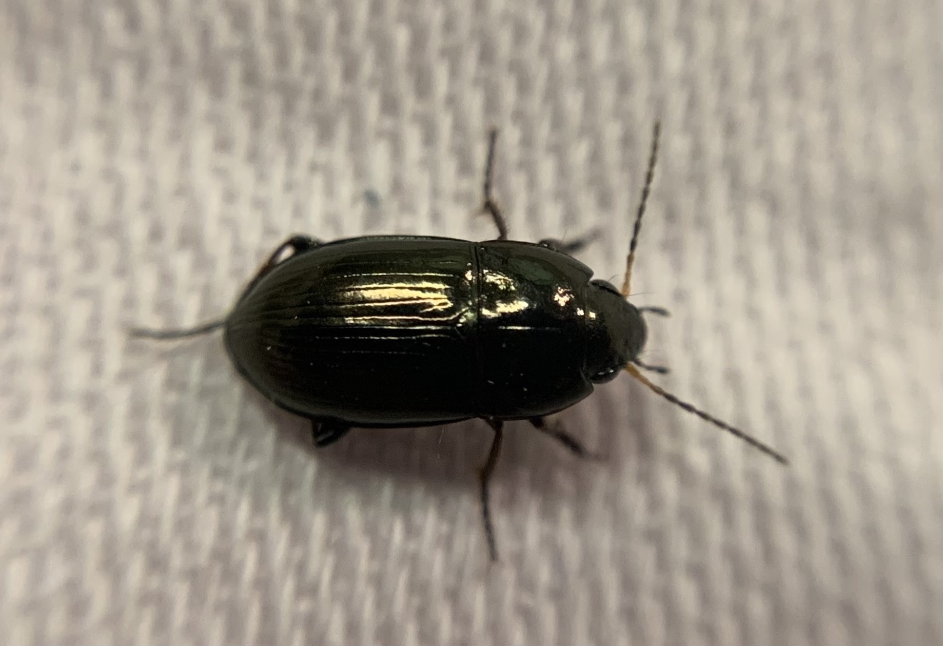 Amara communis - mezei közfutó