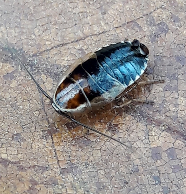 Ectobius sylvestris - fekete erdeicsótány