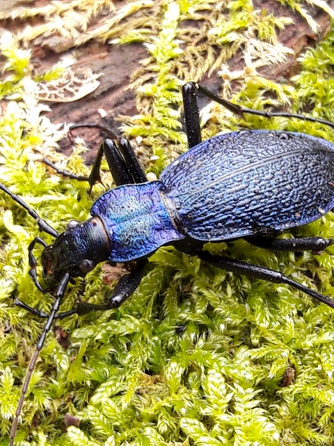 Carabus intricatus - kék laposfutrinka
