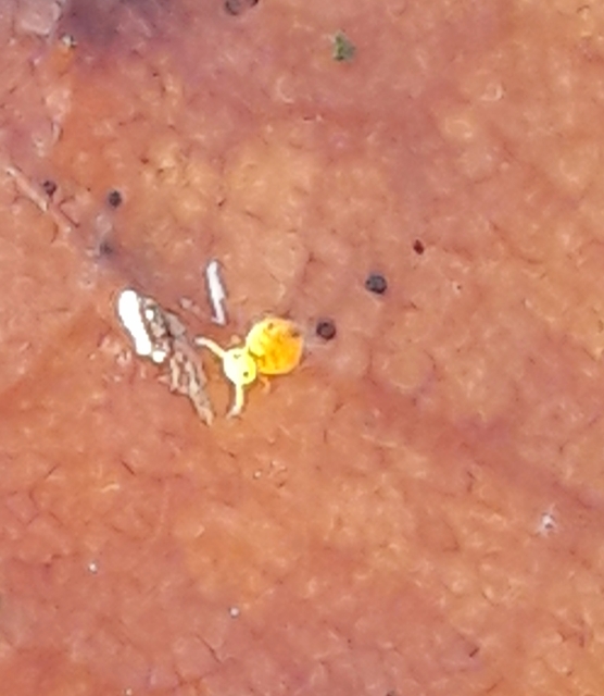Sminthurinus aureus