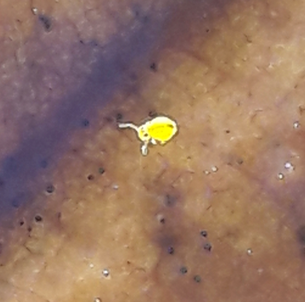 Sminthurinus aureus