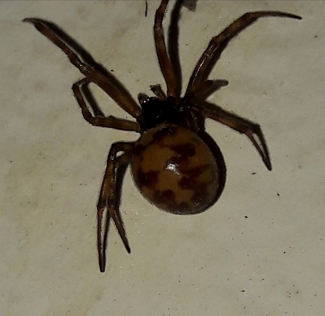 Steatoda triangulosa - háromszöges faggyúpók