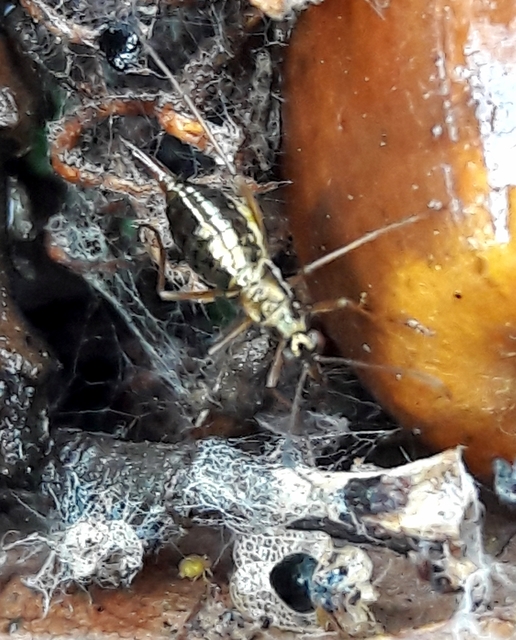 Boreidae - hótücskök