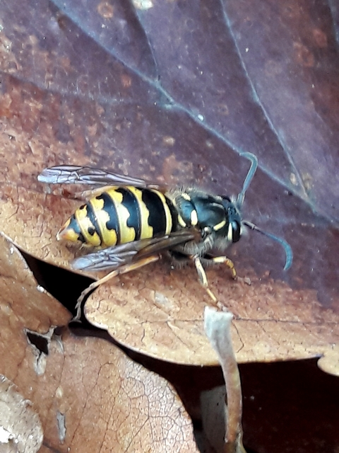 Vespula vulgaris - kecskedarázs