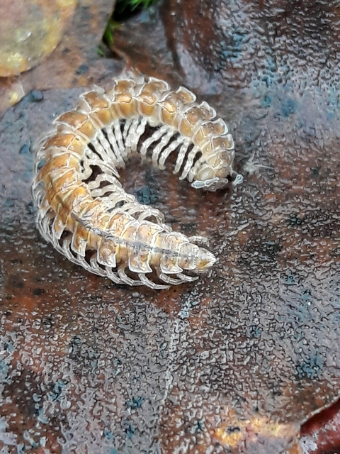 Diplopoda - Ikerszelvényesek Diplopoda - Ikerszelvényesek