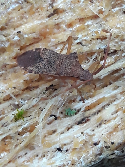 Gonocerus acuteangulatus - aranypetés karimáspoloska