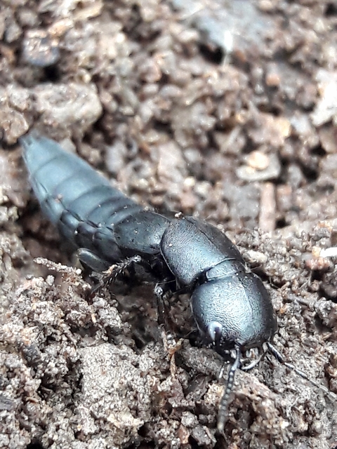 Ocypus ophthalmicus - kék holyva