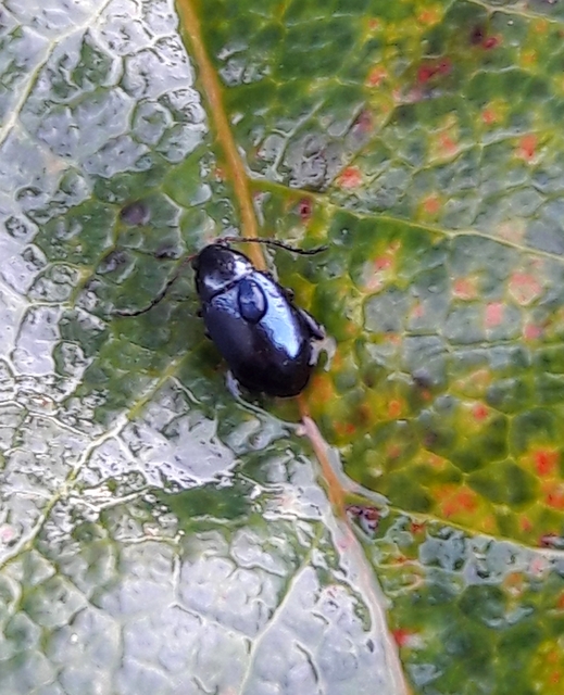 Aphthona
