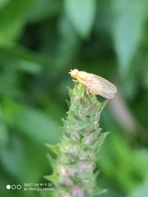 Neoparoecus signatipes