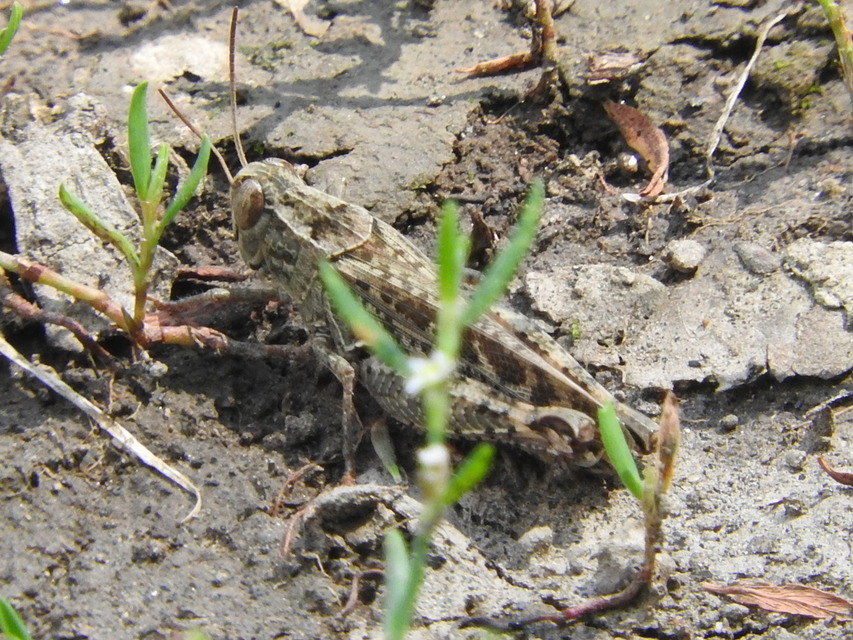 Calliptamus italicus - olaszsáska