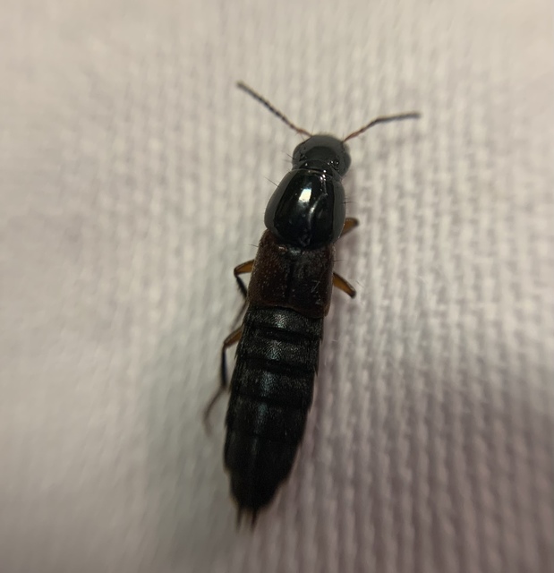 Quedius molochinus - sokalakú mohaholyva