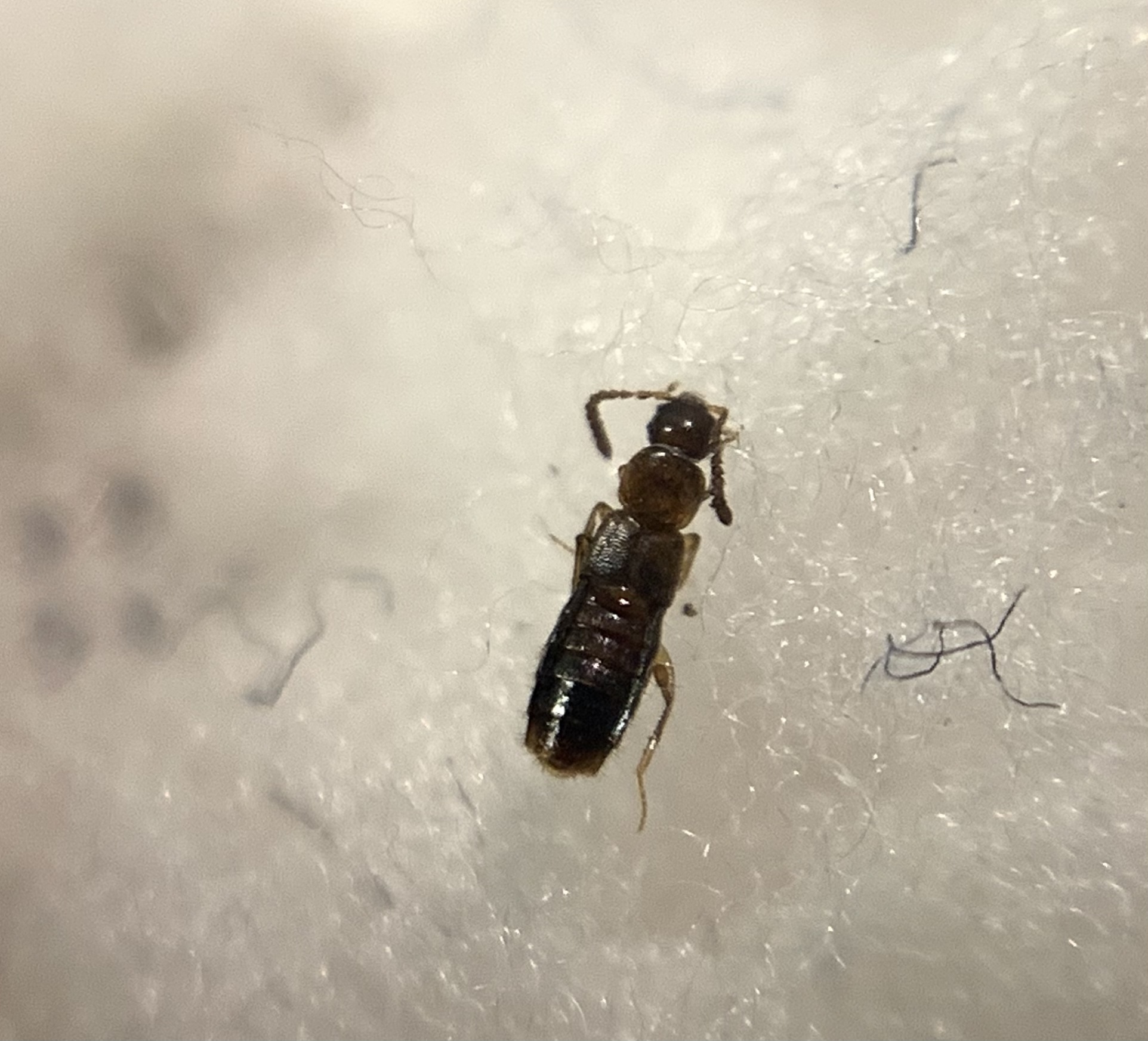 Geostiba circellaris - érdesszárnyú humuszholyva