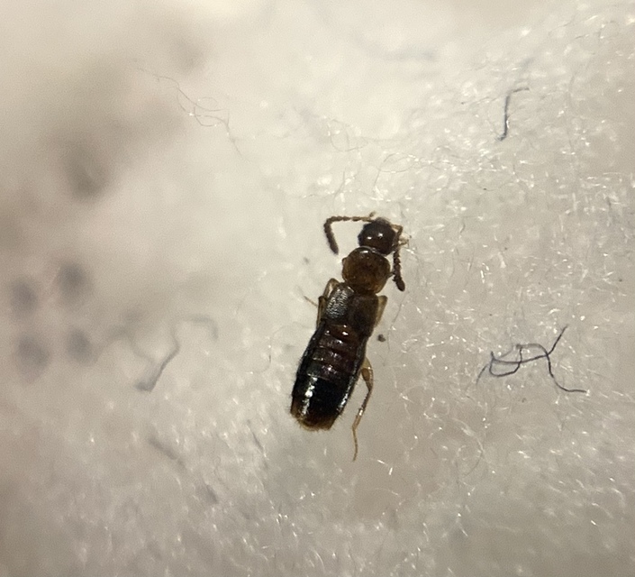 Geostiba circellaris - érdesszárnyú humuszholyva