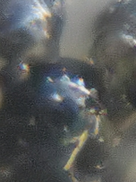 Ceratinella brevipes