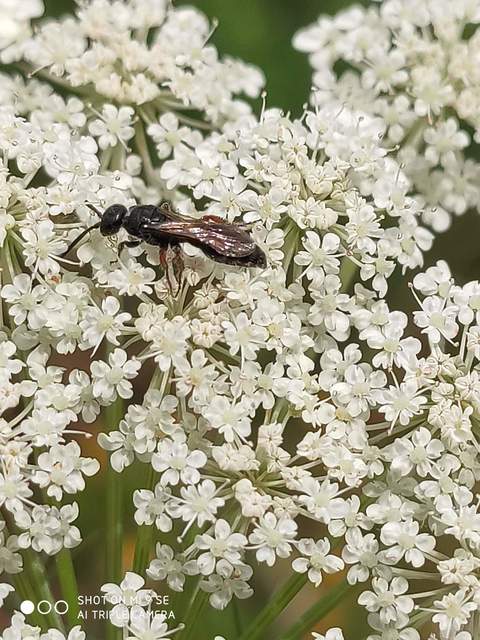 Tiphia femorata