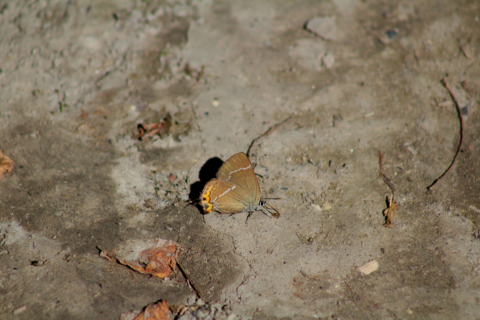 Satyrium w-album - szilfa-csücsköslepke
