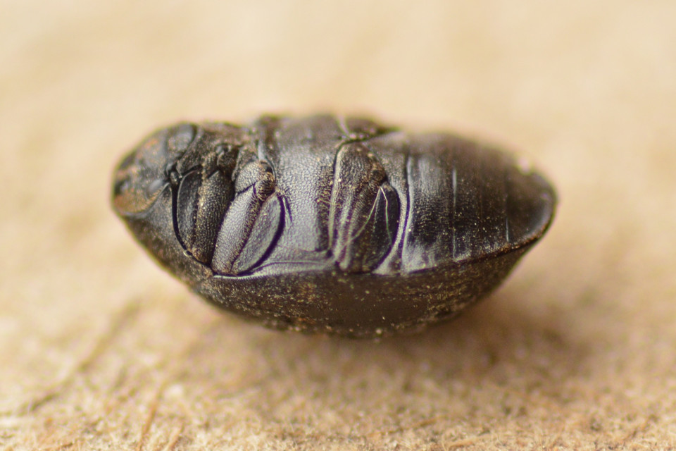 Byrrhus pilula - közönséges labdacsbogár