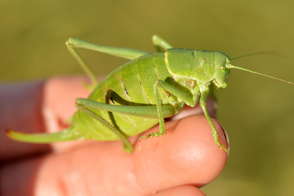 Polysarcus denticauda - fogasfarkú szöcske