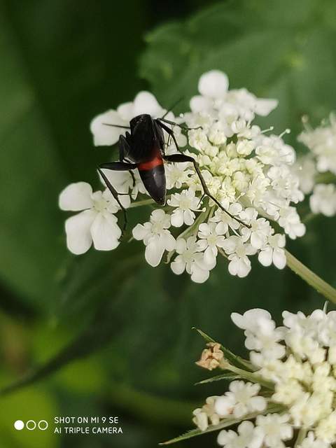 Priocnemis