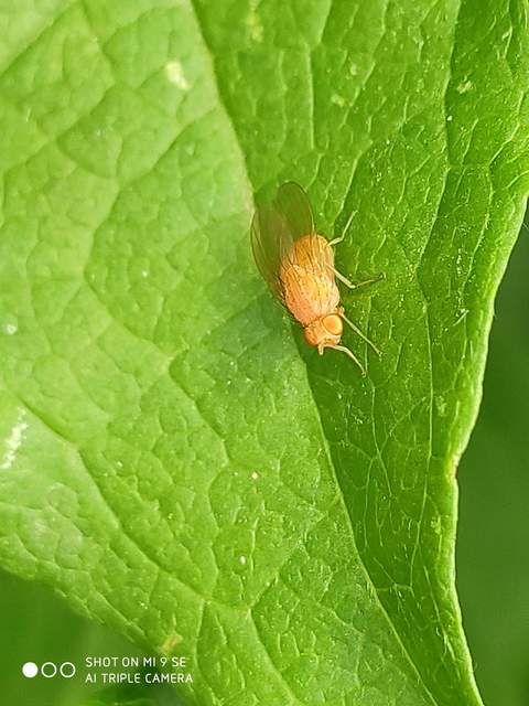 Lauxaniidae - pudvalegyek