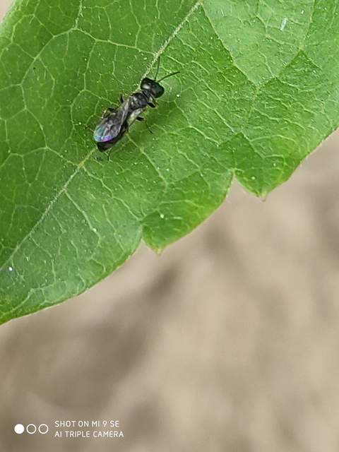 Crabronidae - szitásdarazsak