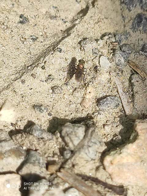 Dolichopodidae - szúnyoglábú legyek